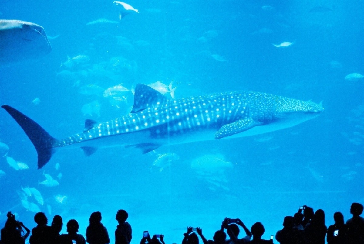 美ら海水族館