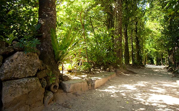 Bise Fukugi Tree Road